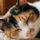 Avatar for みけねこ